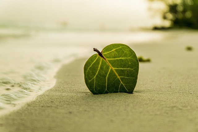 A leaf stuck in the sand on a beach at sunset.